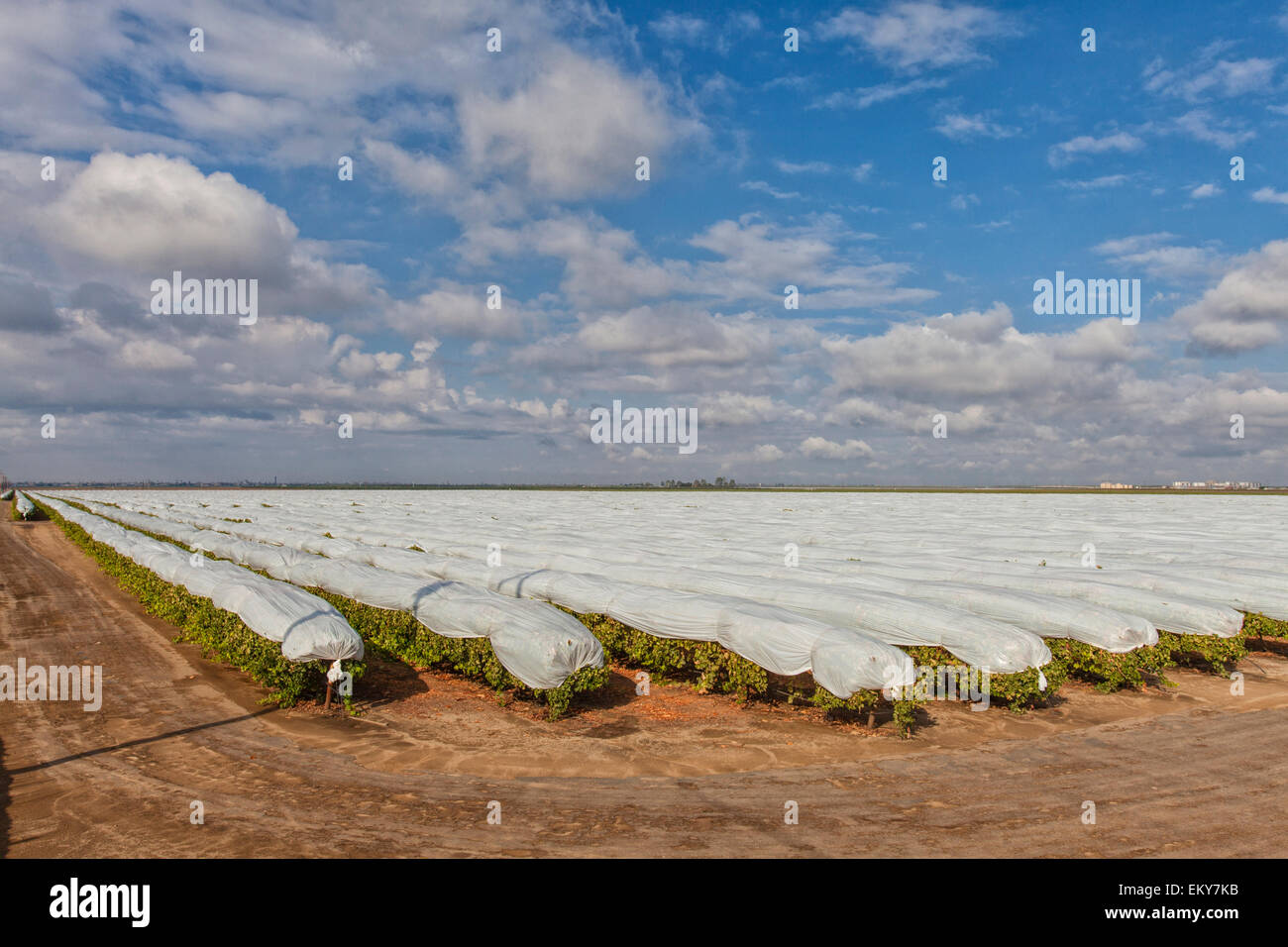 Abgedeckt Trauben wachsen in Weinberg in der Nähe von Delano, Kern County, San Joaquin Valley, Kalifornien, USA Stockfoto