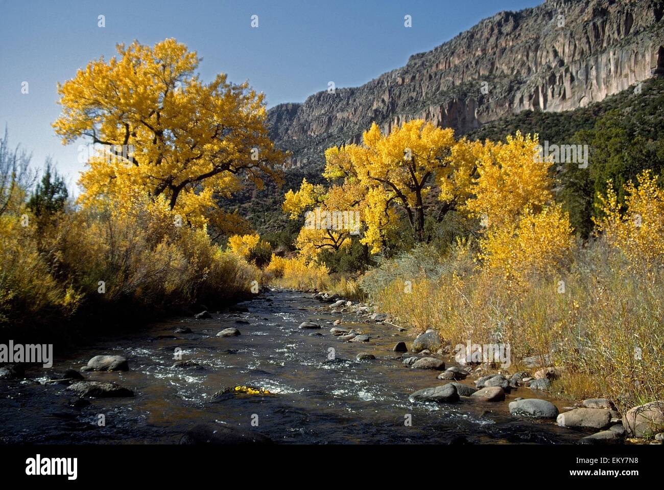 Jemez Fluss mit Fremont Pappeln (Populus Fremontii) im Herbst; Bonita, Kalifornien, Usa Stockfoto