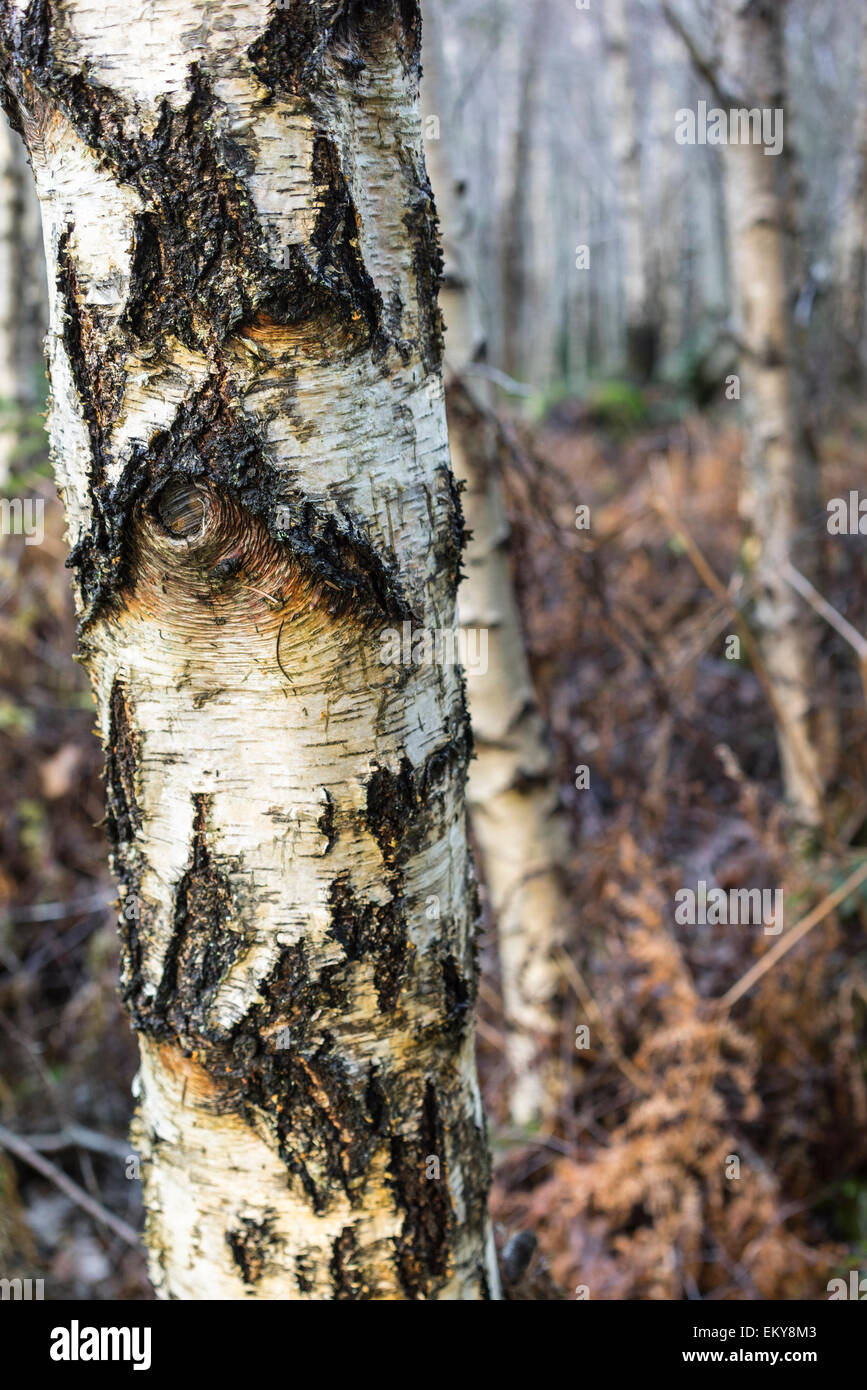 Birke (Betula Pendel) in Schottland. Stockfoto