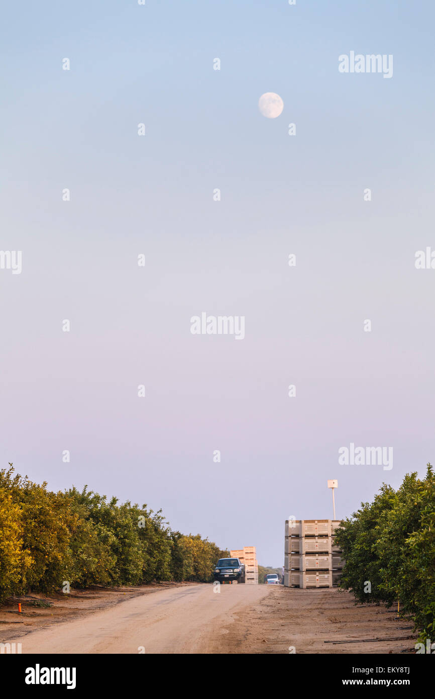 Orangenhain gelegen neben Belridge Ölfeld. Kern County, San Joaquin Valley, Kalifornien, USA Stockfoto