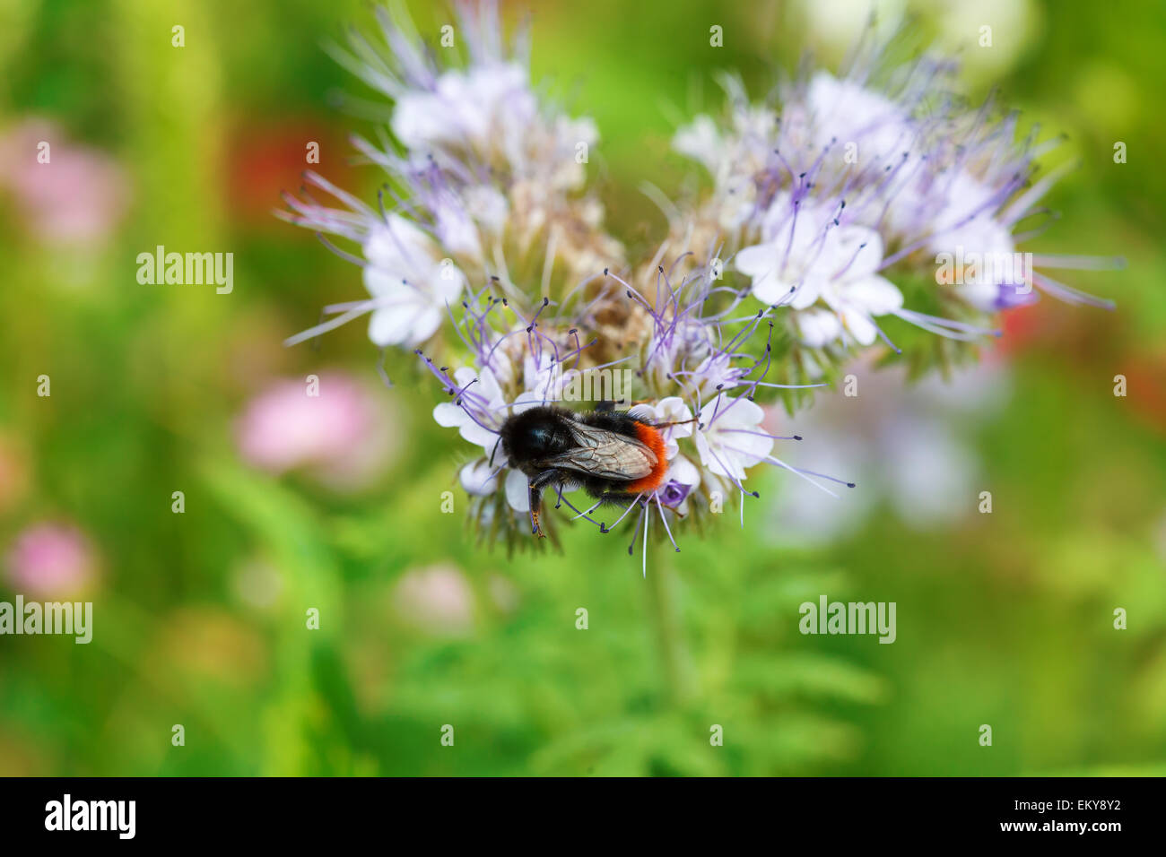 Biene bestäubt Blume auf der grünen Wiese, horizontale Ausrichtung Stockfoto