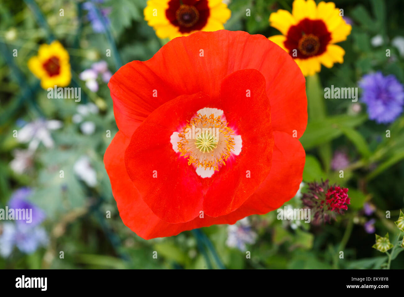 Roten Unkraut Blumen Draufsicht Stockfoto