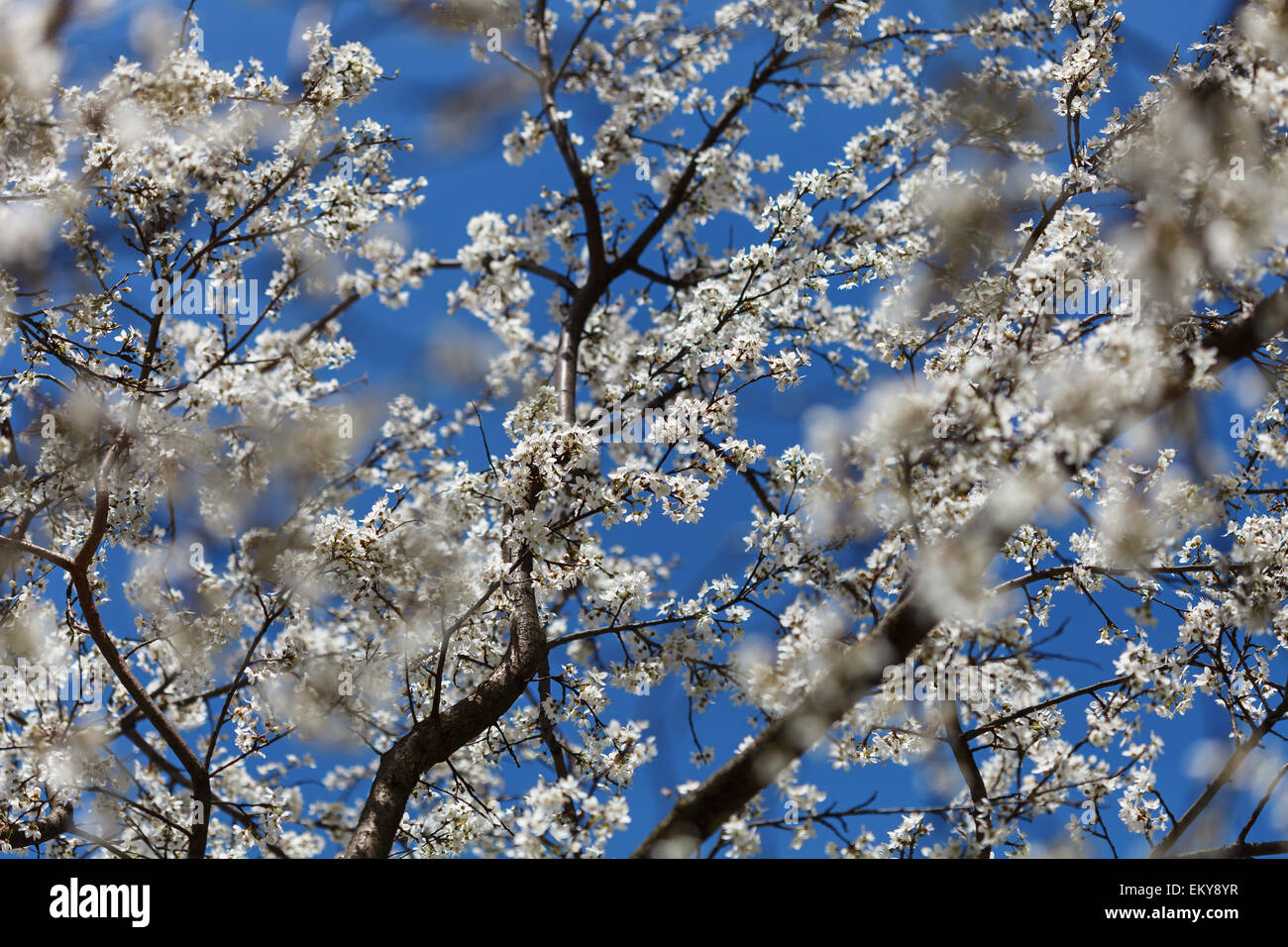 Blühende Mirabelle Pflaumenbaum voll mit weißen kleinen Blüten Makro gegen blauen Himmel, Frühling in Polen, Europa Stockfoto