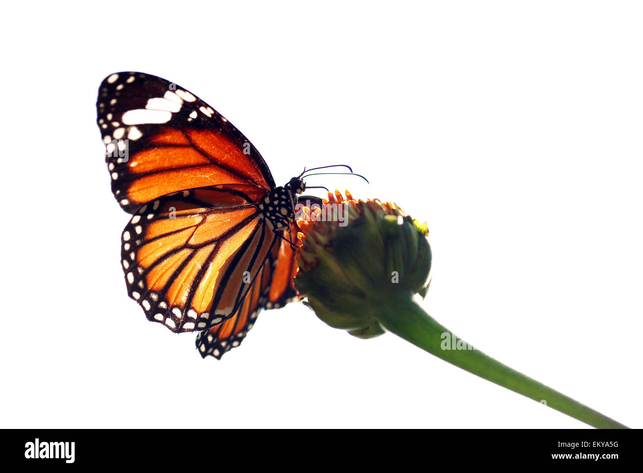 Schmetterling in der Natur Stockfoto