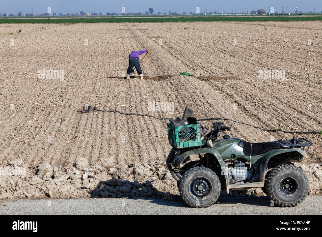 Arbeiter Schaufeln ein Ernte-Feld. Fresno County, San Joaquin Valley, Kalifornien, USA Stockfoto