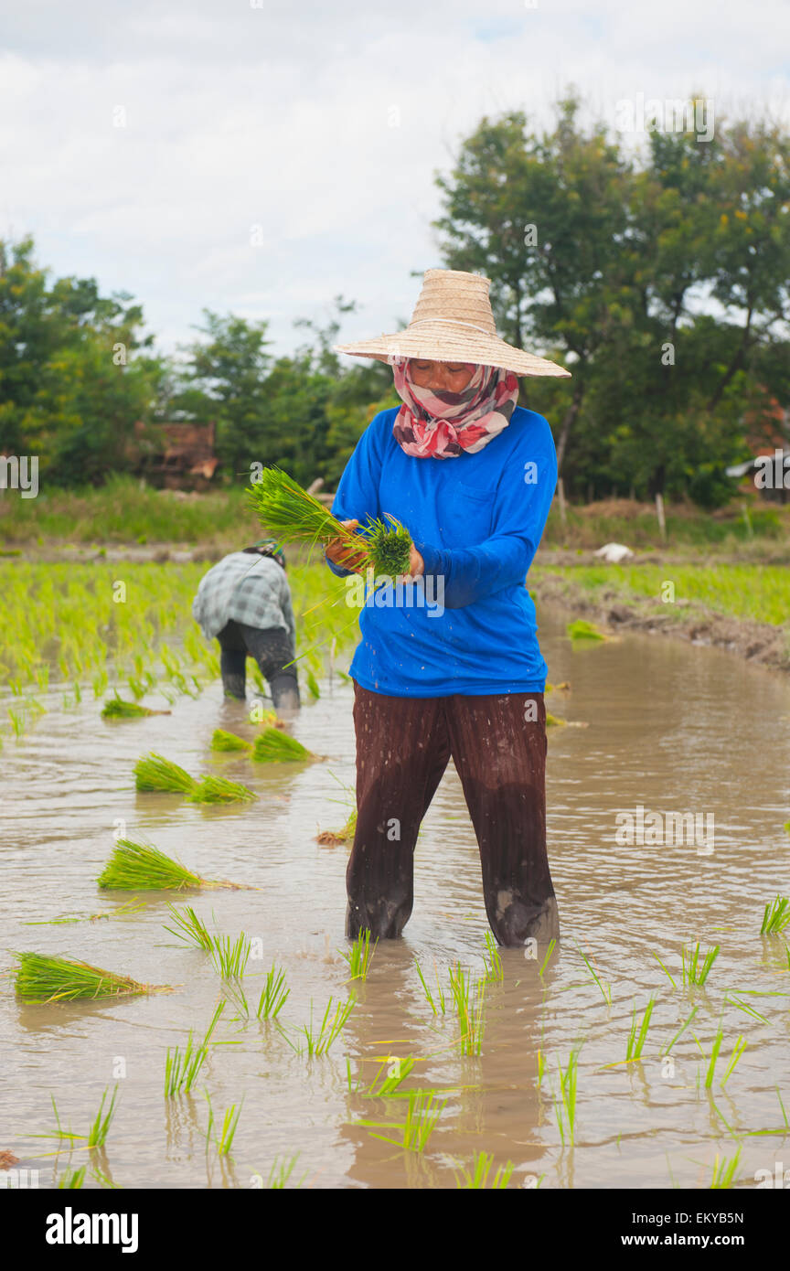 Thailand, Pflanzung neuer Reis; Chiang Mai Stockfoto