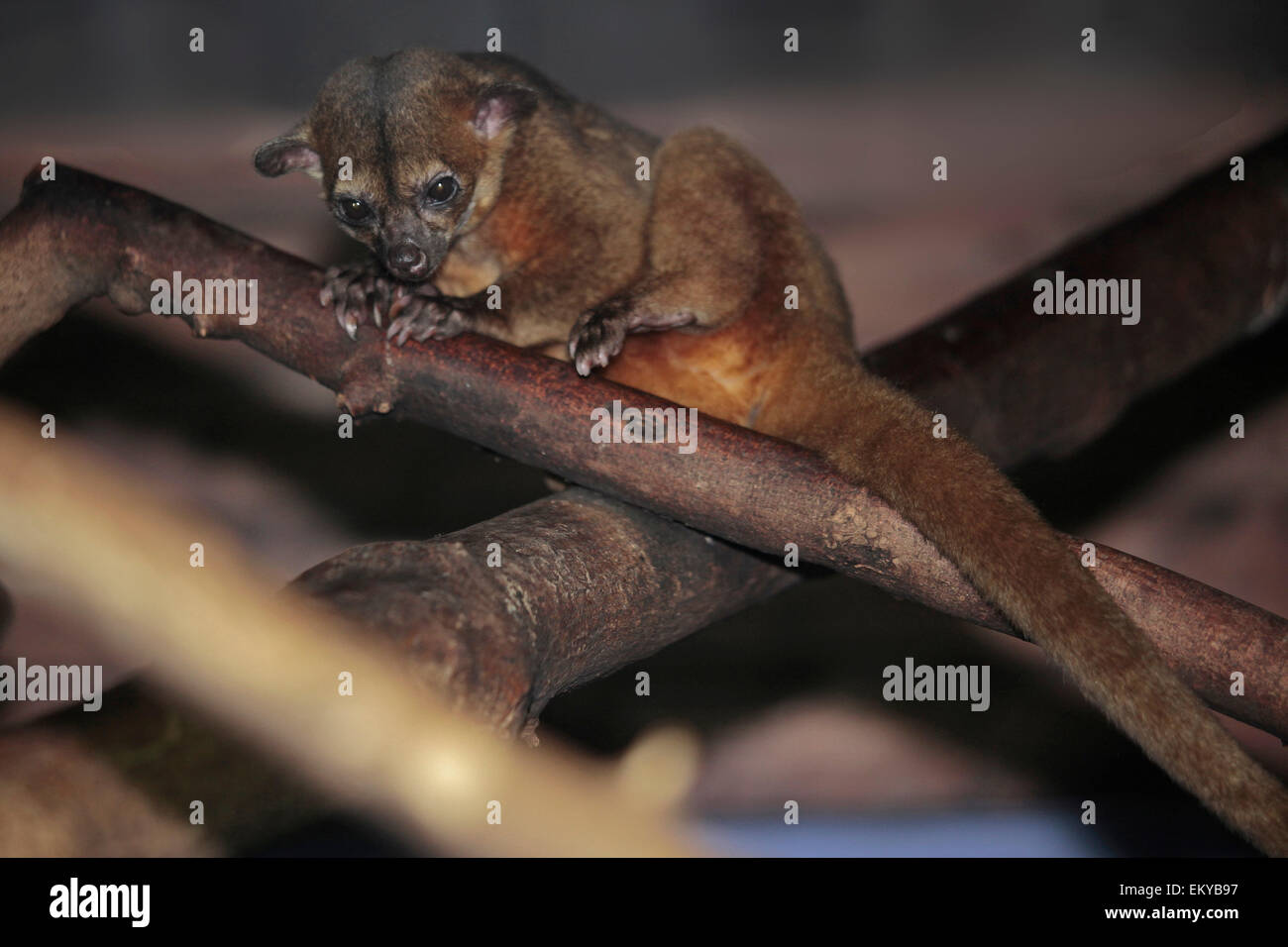Wickelbär oder Honig Little Bear ((Potos Flavus) stellen einen Zweig mit seinen Geruch der Bauch-Drüsen Stockfoto