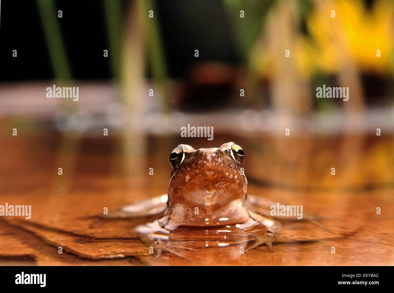 Italienischer Springfrosch (Rana Latastei) Frontalansicht in Wasser Stockfoto