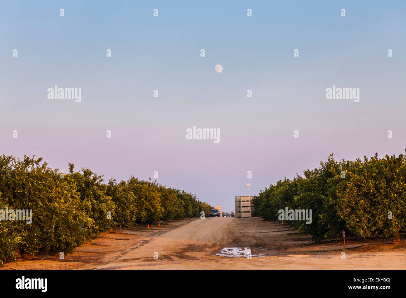 Orangenhain gelegen neben Belridge Ölfeld. Kern County, San Joaquin Valley, Kalifornien, USA Stockfoto