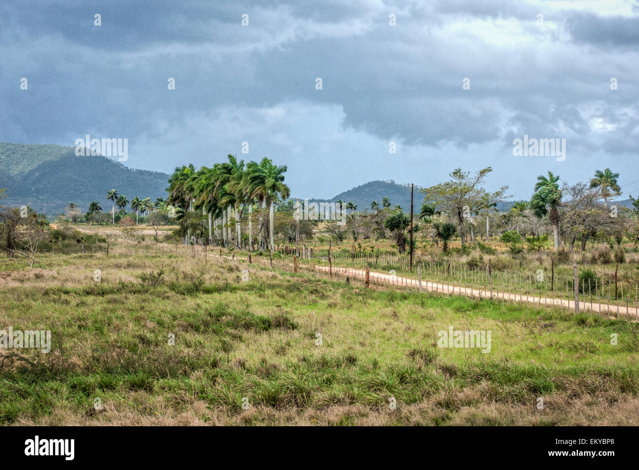 Staubigen Feldweg in einem abgelegenen Teil von Kuba führt zu einigen Royal Palmen und in der Ferne, die atemberaubende Berglandschaft Stockfoto