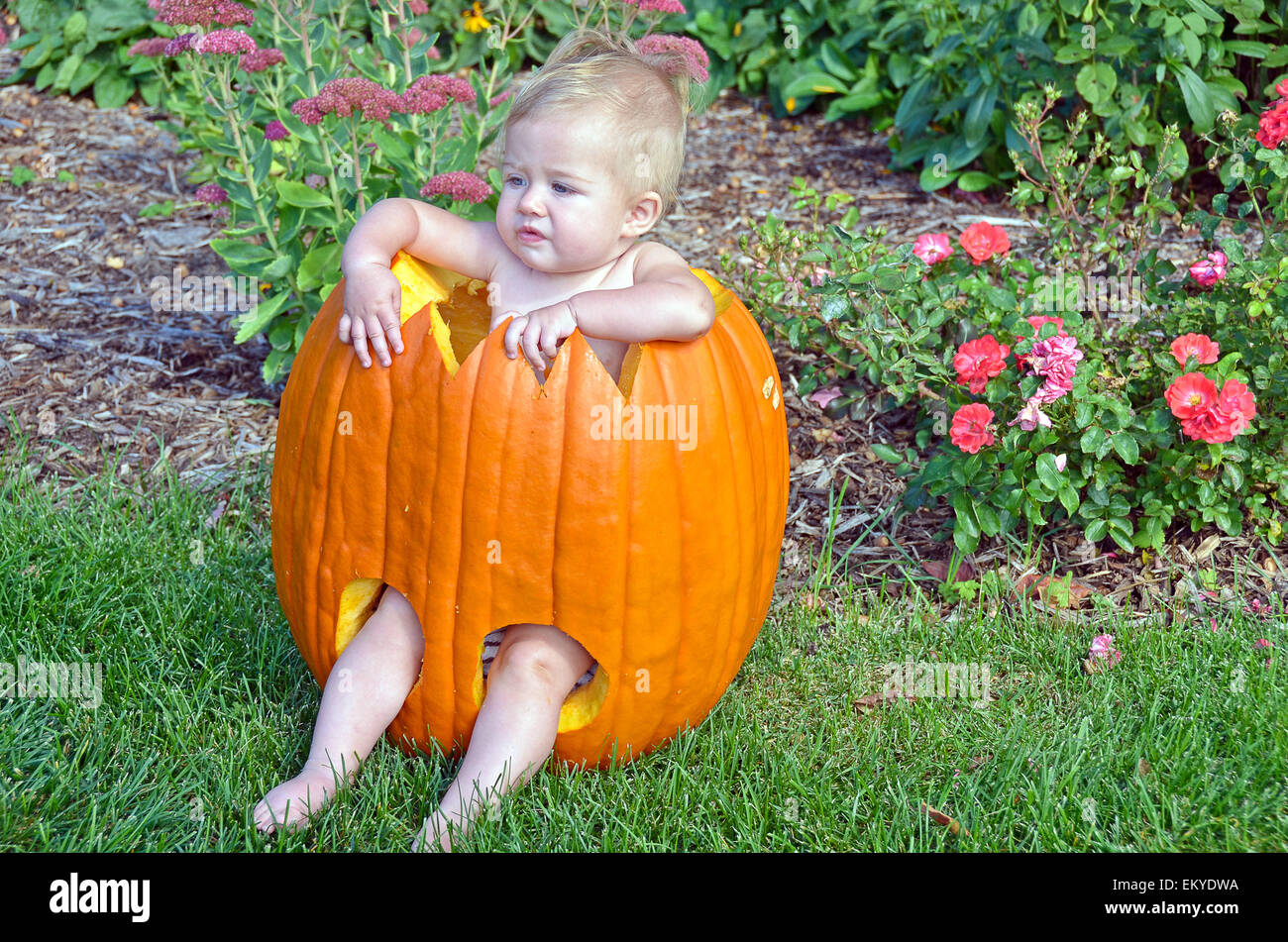 Kleine blonde Mädchen sitzen in einem Halloween geschnitzten Kürbis. Stockfoto