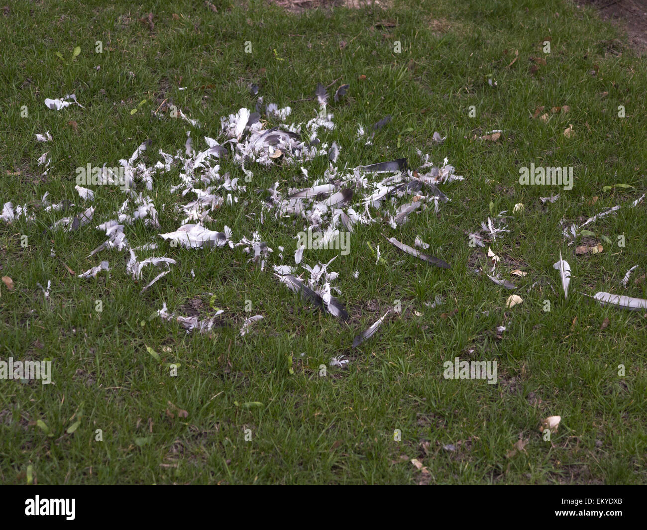 Reste der Taube von Raubvogel in Brooklyn, NY, 2015 getötet. Die Taube wurde wahrscheinlich von einem Falken getötet. Stockfoto