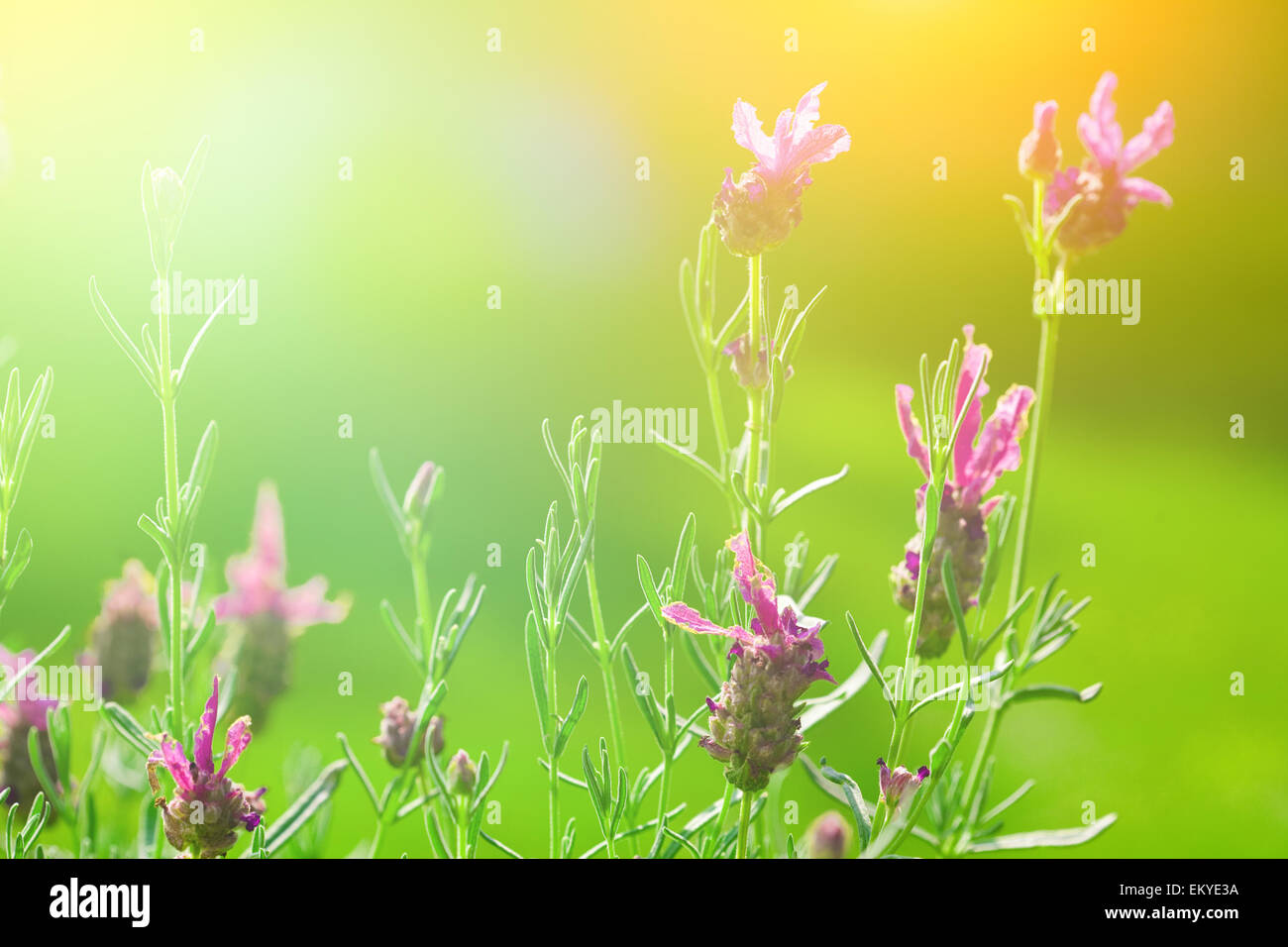 Schöne blühende Lavendel im Spätsommer-Sonne Französisch Stockfoto