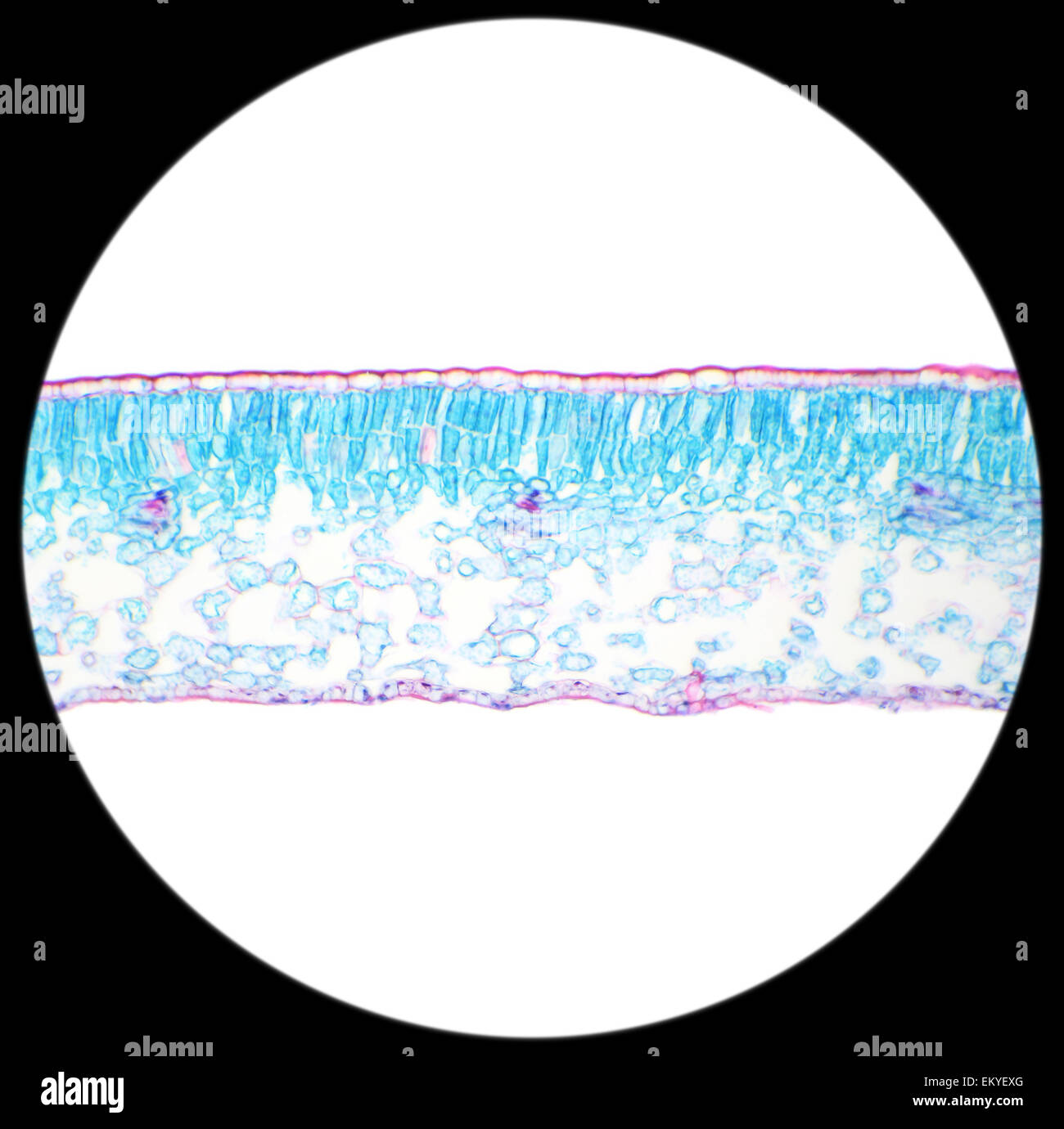 Winter-Jasmin Blatt unter dem Mikroskop (Blatt der Winter Jasmine c.s.) (Jasminum Nudiflorum), 100 X Stockfoto