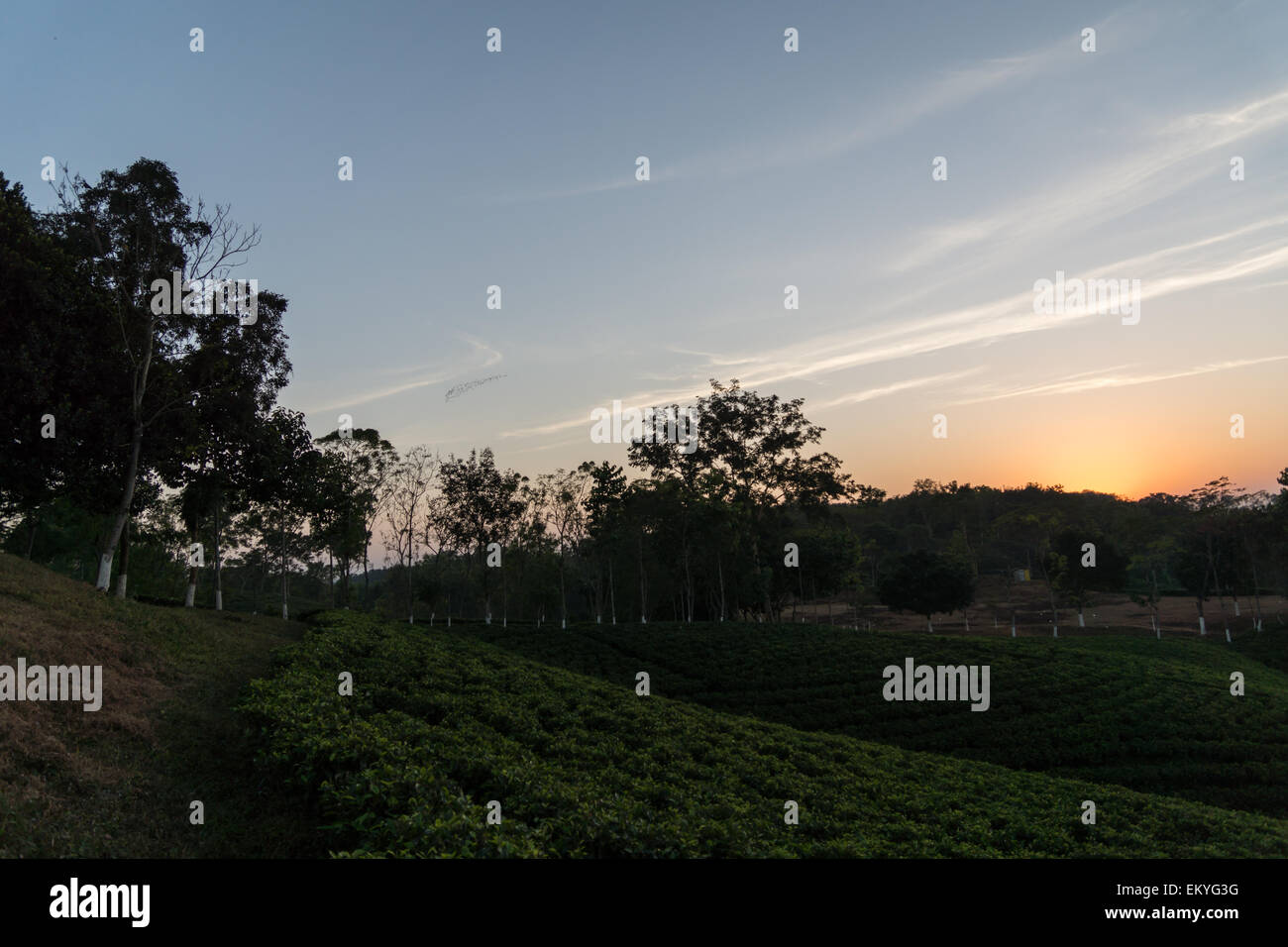 Vogelschwarm am Himmel einen Sonnenuntergang Stockfoto