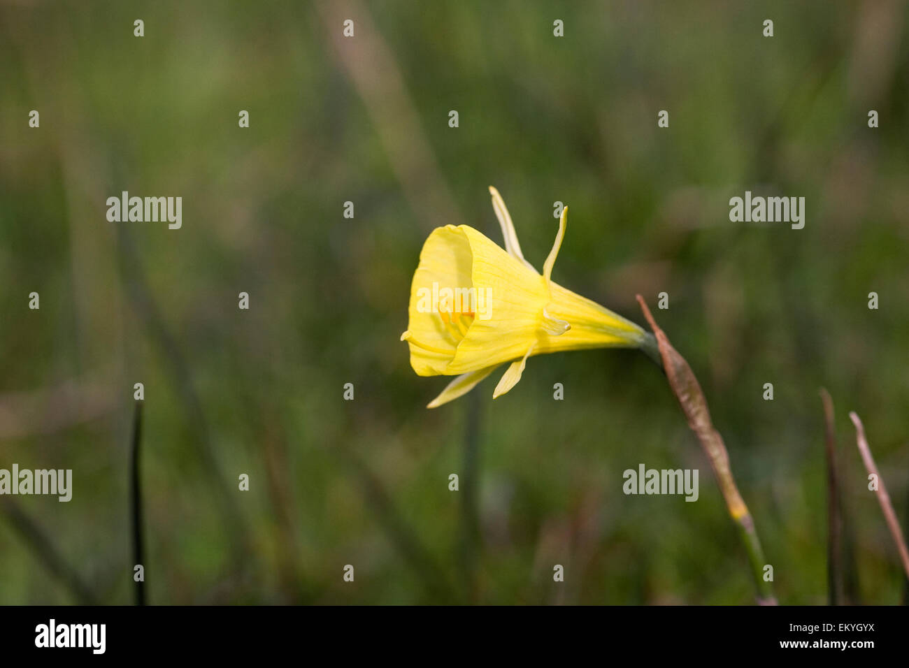 Narcissus Bulbocodium. Hoop Unterrock Narzissen. Stockfoto