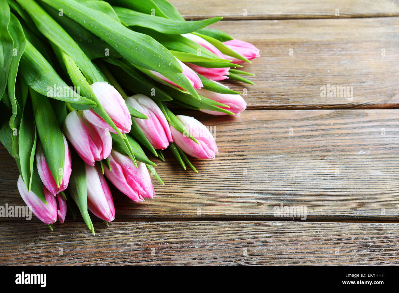 schöner Blumenstrauß frische Tulpen, Frühlingsblumen Stockfoto