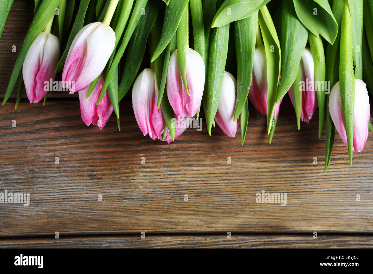 frische Tulpen auf den Brettern, Blumen Stockfoto