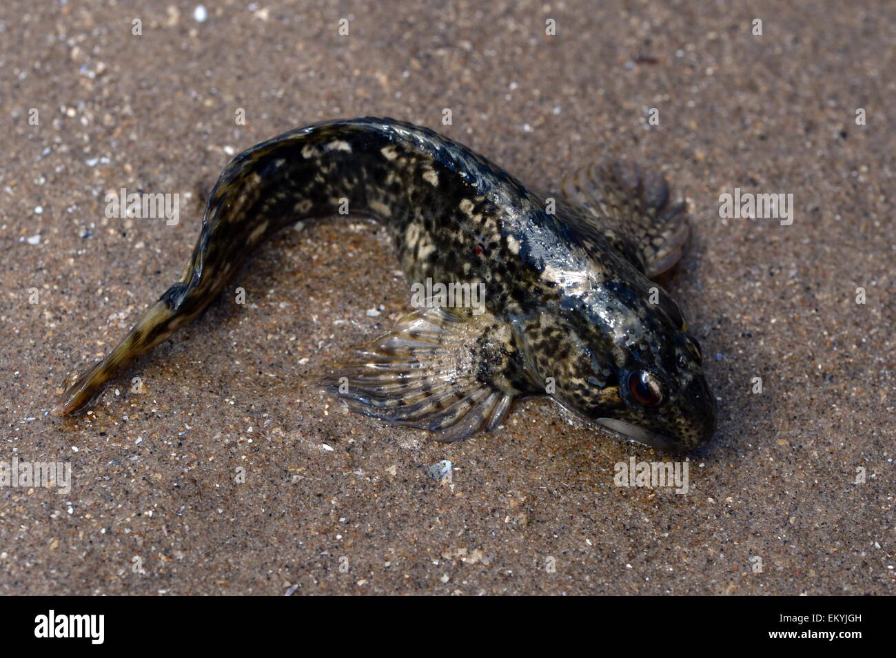 Die gemeinsame Blenny Stockfoto