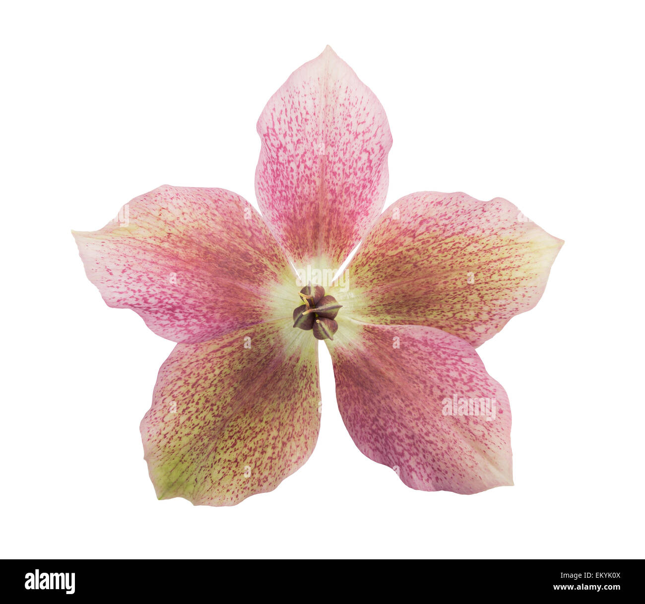 Helleborus Blume isolierten auf weißen Hintergrund Stockfoto