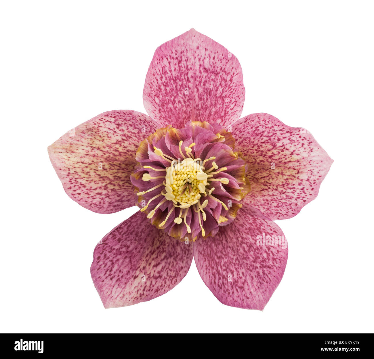 Helleborus Blume isolierten auf weißen Hintergrund Stockfoto