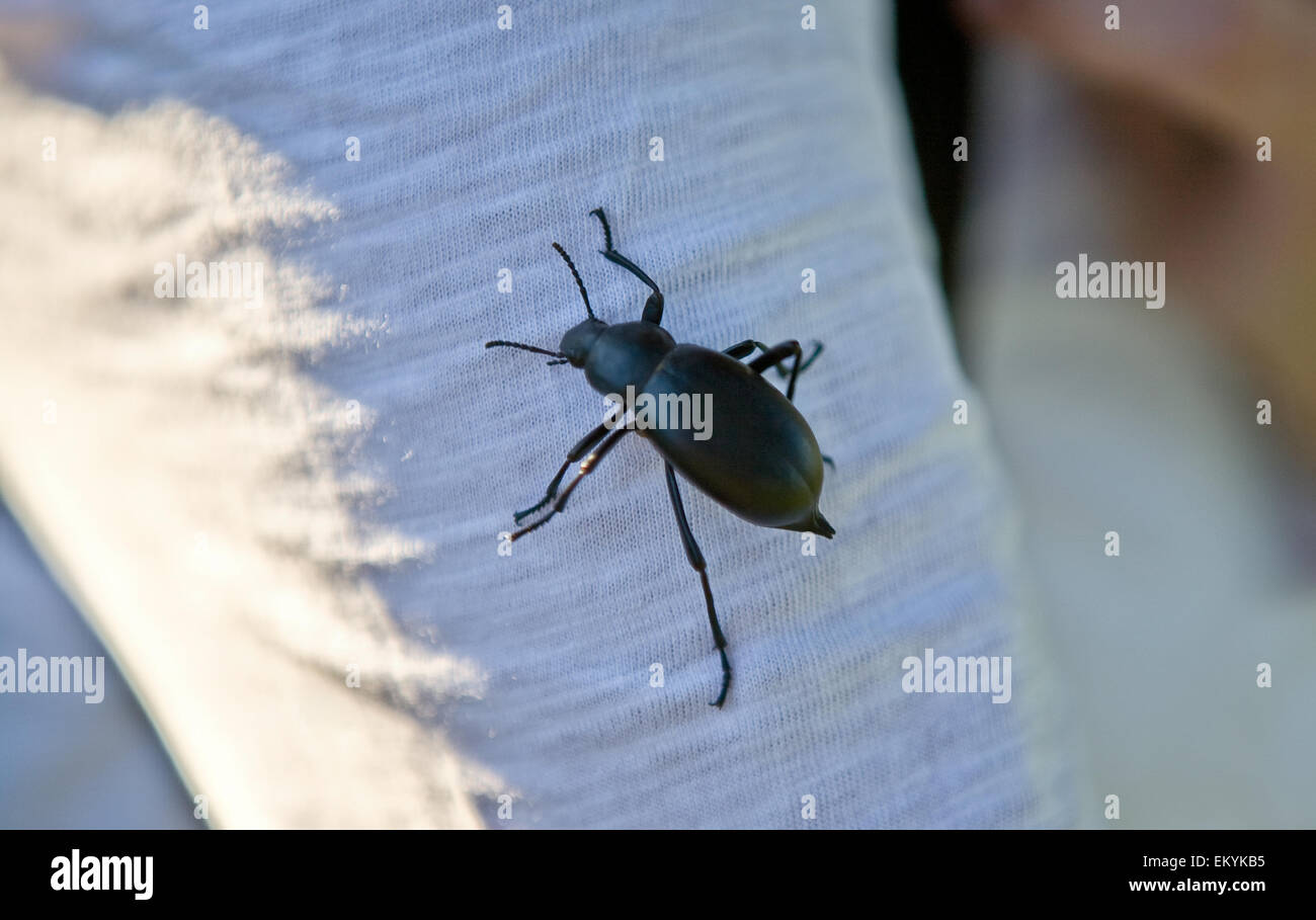 Schwarze Käfer auf dem Arm einer Person, Extremadura, Spanien Stockfoto