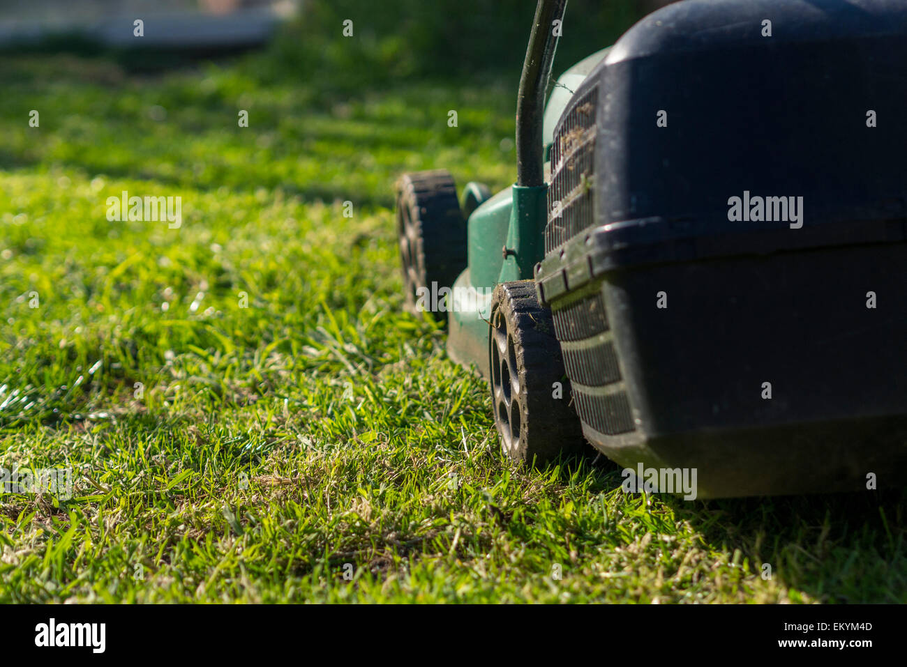 Ein Flachschuss von einem Rasenmäher mäht den Rasen. Stockfoto