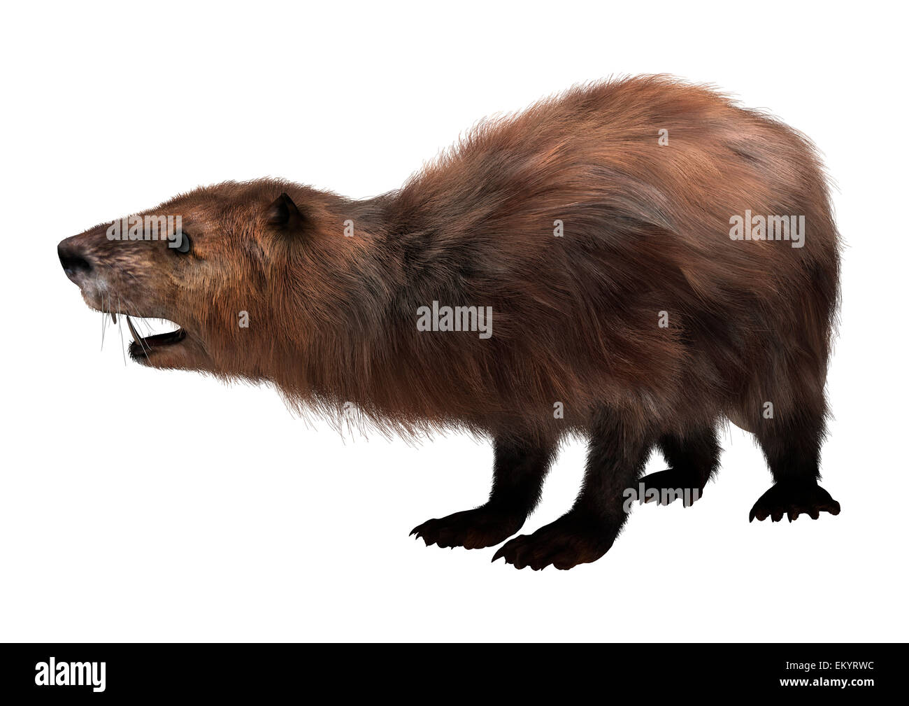 Digitale 3D Rendern von niedlichen Biber isoliert auf weißem Hintergrund Stockfoto