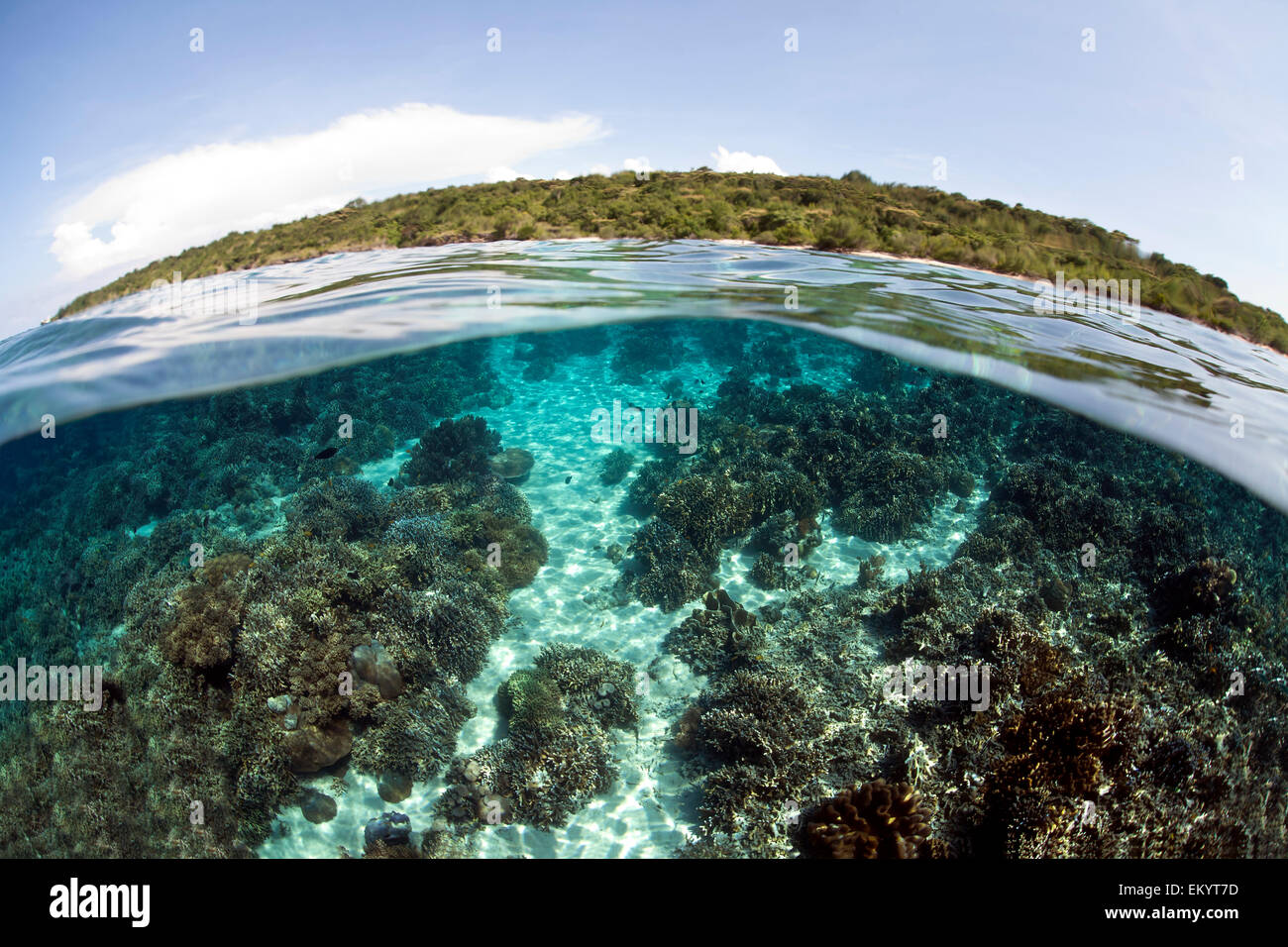 Split-Foto, Unterwasserwelt und Menjangan Island, Bali, Indonesien Stockfoto
