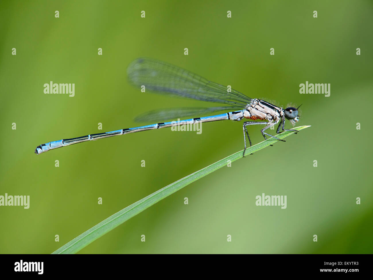 Azure Damselfly (Coenagrion Puella), Männlich, mit roten Punkten unter den Brustkorb, Befall mit Wasser Milben (Arrenurus), Schweiz Stockfoto