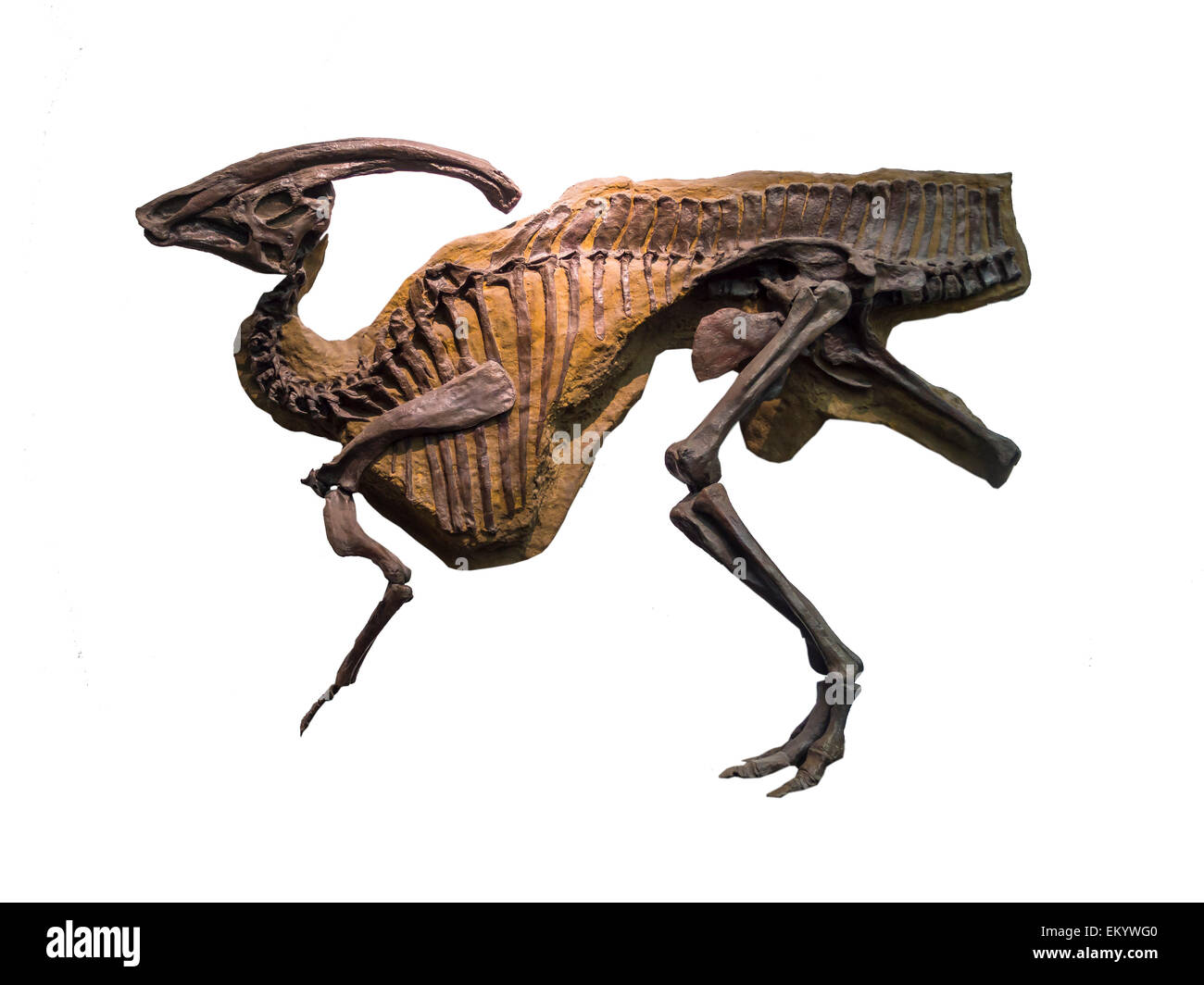 Skelett von Parasaurolophus, Ornithopod Dinosaurier gefunden späten Kreidezeit, in Kanada Stockfoto