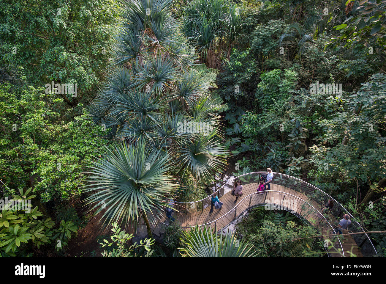 Masoala Halle oder Masoala Kely, Nachbildung des Madagascan Masoala Regenwald, Zoo Zürich, Schweiz Stockfoto