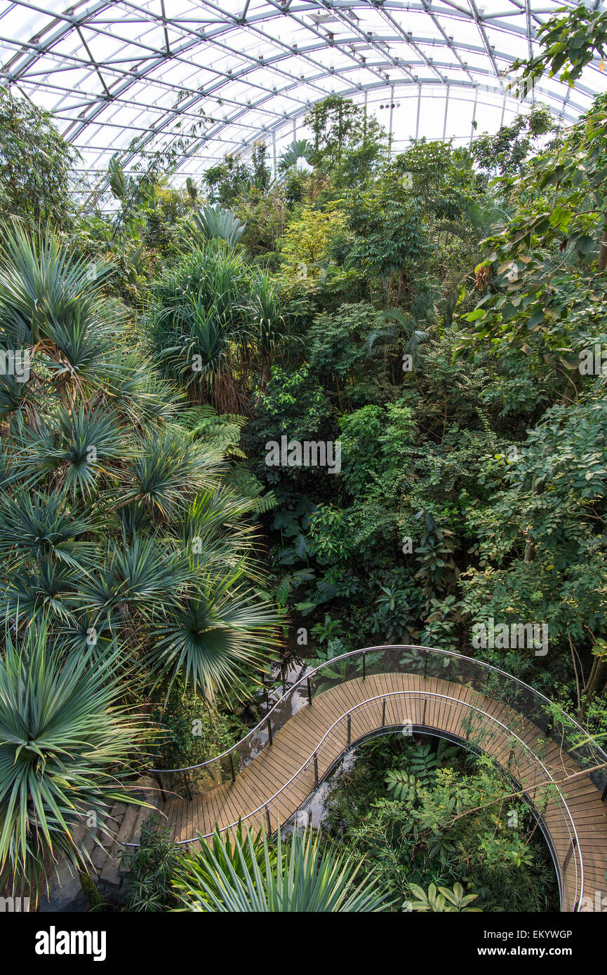 Masoala Halle oder Masoala Kely, Nachbildung des Madagascan Masoala Regenwald, Zoo Zürich, Schweiz Stockfoto