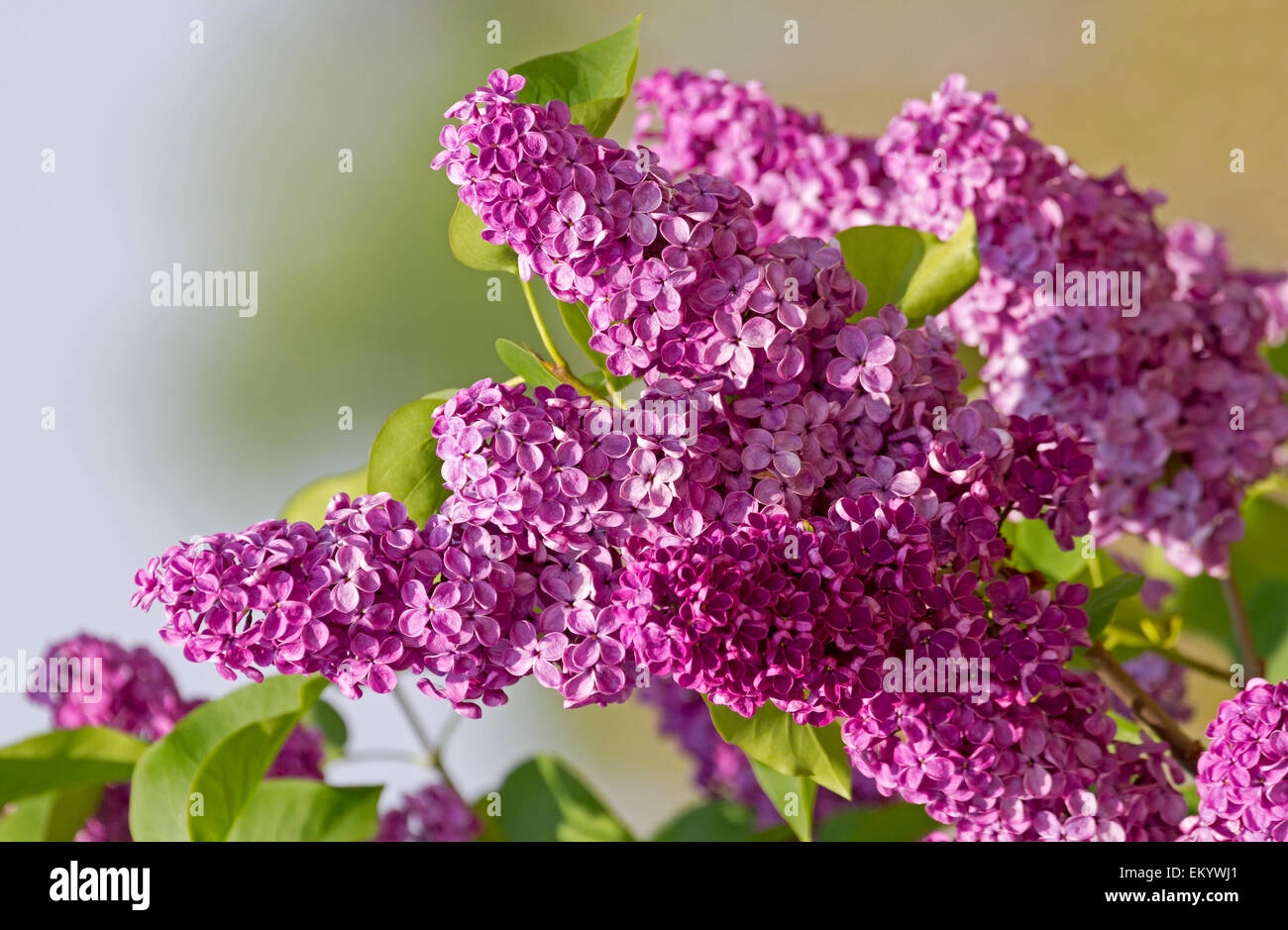 Gemeinsamen Flieder (Syringa Vulgaris) mit lila Blüten Stockfoto