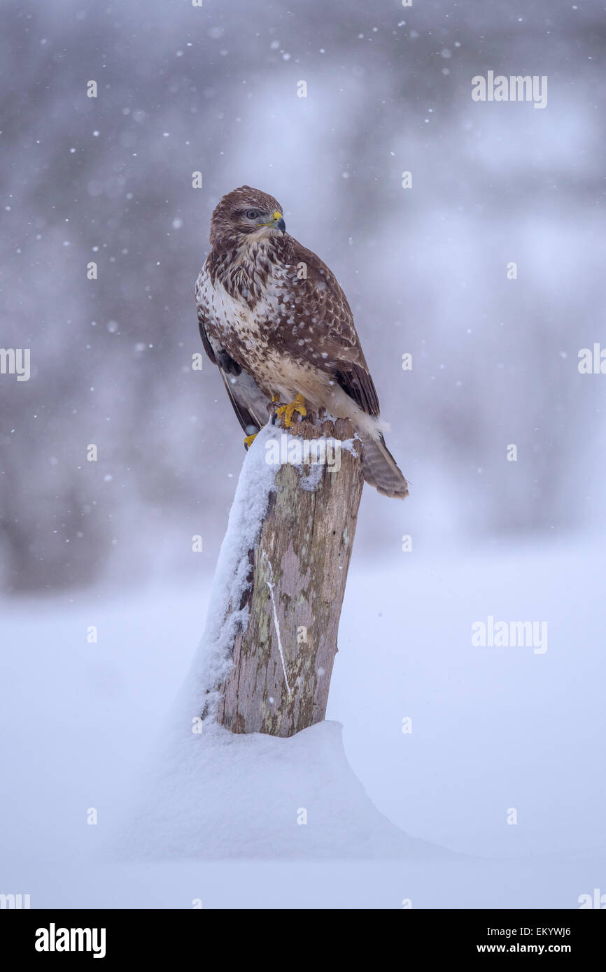 Mäusebussard (Buteo Buteo), ruht auf einem Holzpfahl im Schnee, Schwäbische Alb-Biosphären-Reservat, Baden-Württemberg, Deutschland Stockfoto