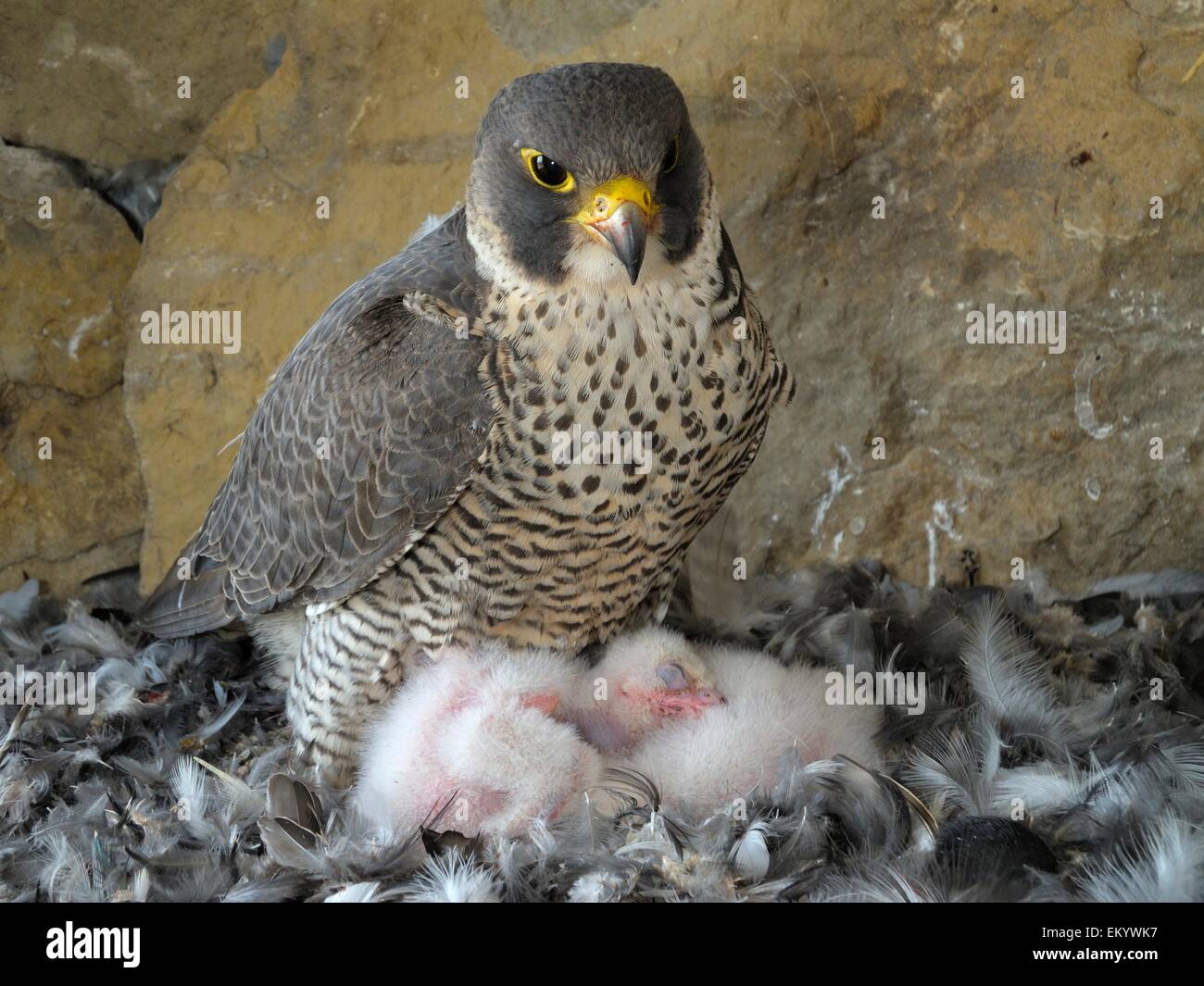 Wanderfalke (Falco Peregrinus), erwachsenes Weibchen Erwärmung ihre Küken, City Kirche Esslingen, Baden-Württemberg, Deutschland Stockfoto