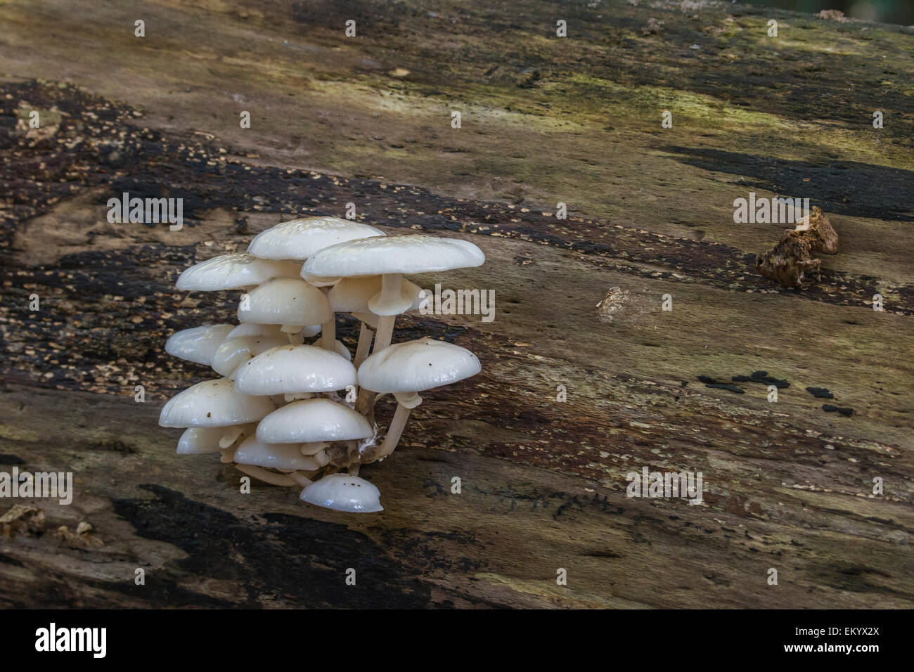 Porzellan-Pilz (Oudemansiella Mucida) auf eine Buche, Darß, Mecklenburg-Western Pomerania, Deutschland Stockfoto