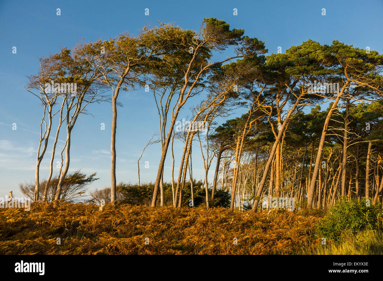 Europäische buchen (Fagus Sylvatica) und Kiefer (Pinus Sylvestris), windgepeitschten Bäumen, Darßwald am westlichen Strand, Darß Stockfoto