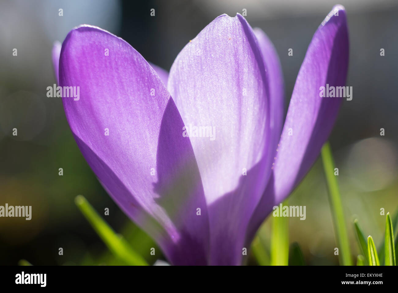 Blume lila Krokus (Crocus), Bayern, Deutschland Stockfoto