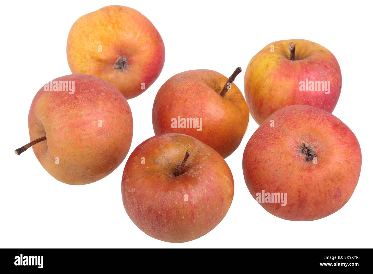 Apfel Sorte Strauwald Pearmain Stockfoto