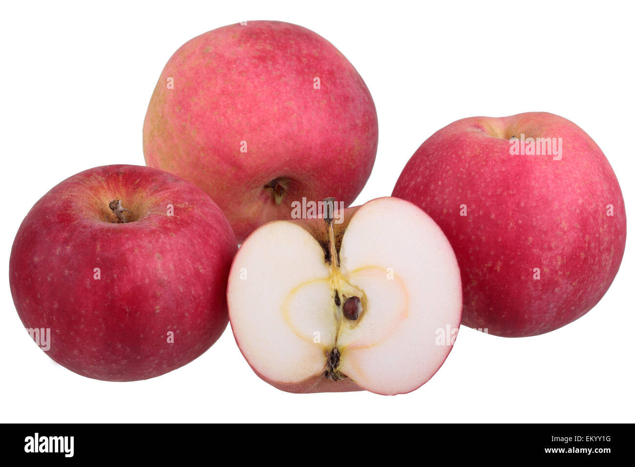 Apfel Sorte Gascoyne Scarlet mit einem geschnittenen Apfel Stockfoto