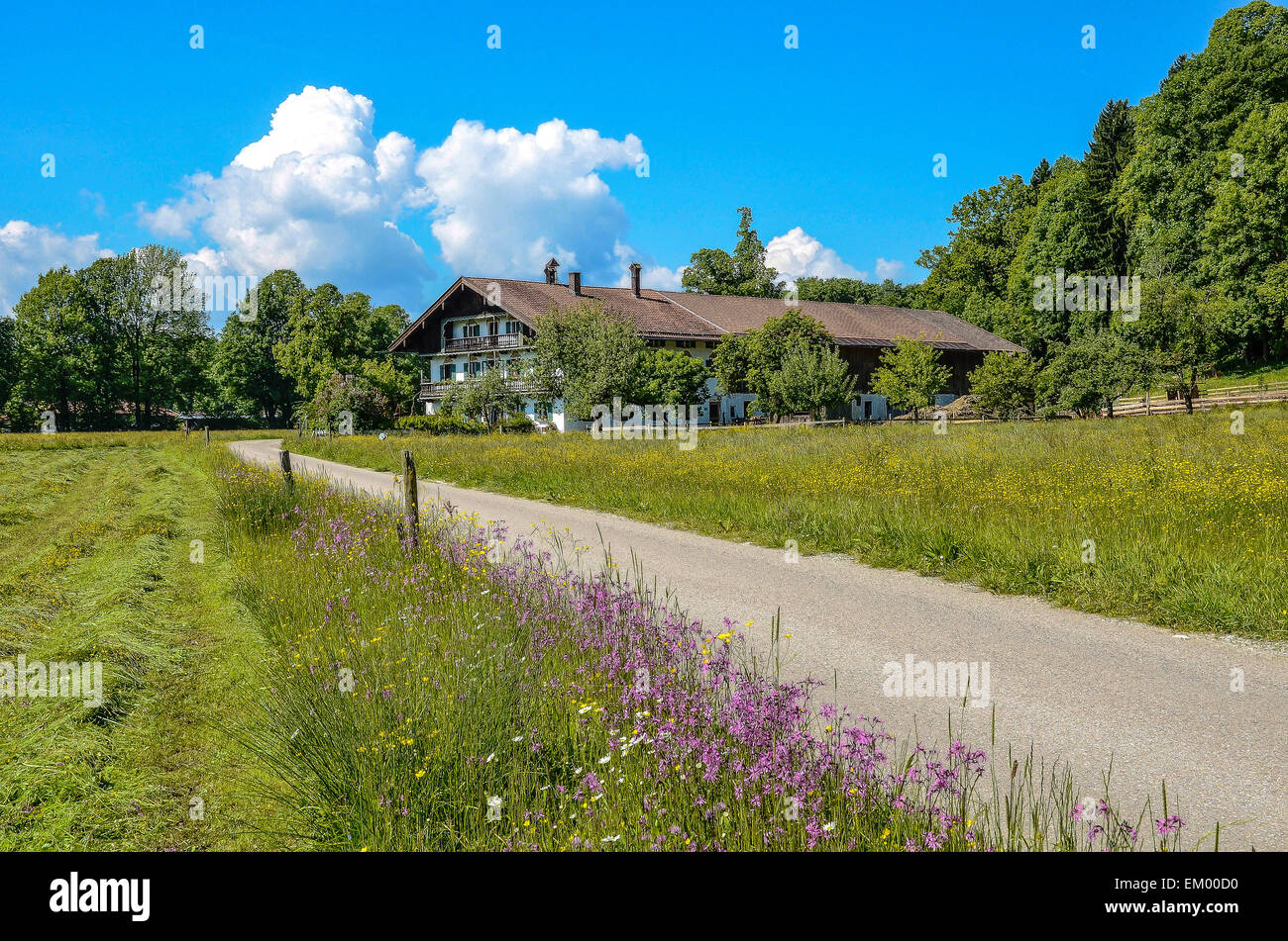 Schöner Bauernhof in Oberbayern inmitten blühender Frühling Wiesen mit blauem Himmel auf einer kleinen Landstraße Stockfoto