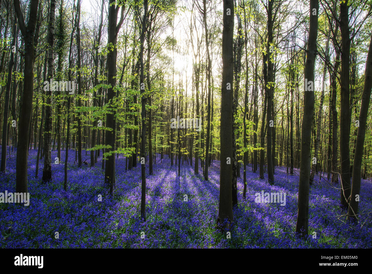 Schönen Morgen im Frühlingswald Glockenblume Stockfoto