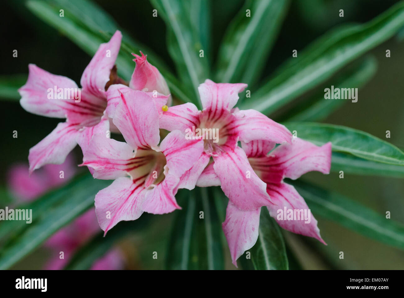 Desert Rose und Impala-Lilie Stockfoto