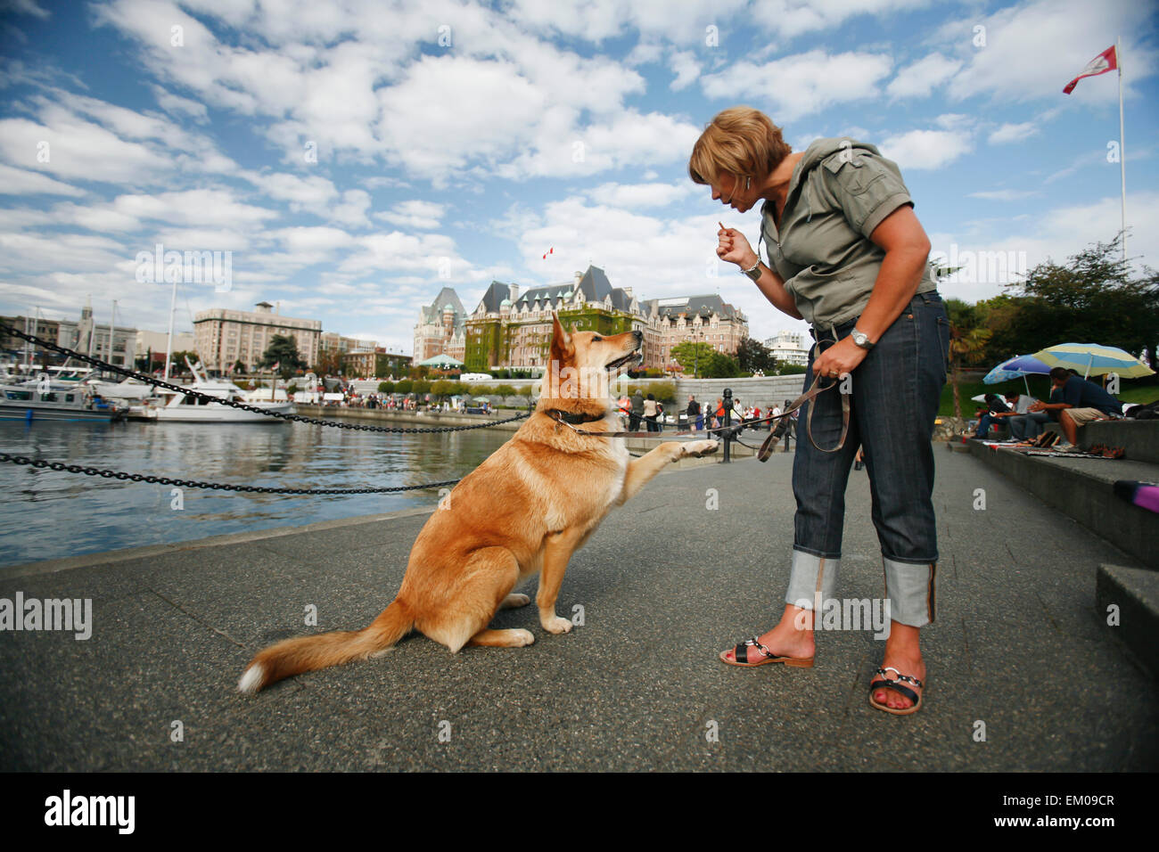 Eine Frau trainiert ihren Hund In Victorias Innenhafen; Victoria, Britisch-Kolumbien, Kanada Stockfoto