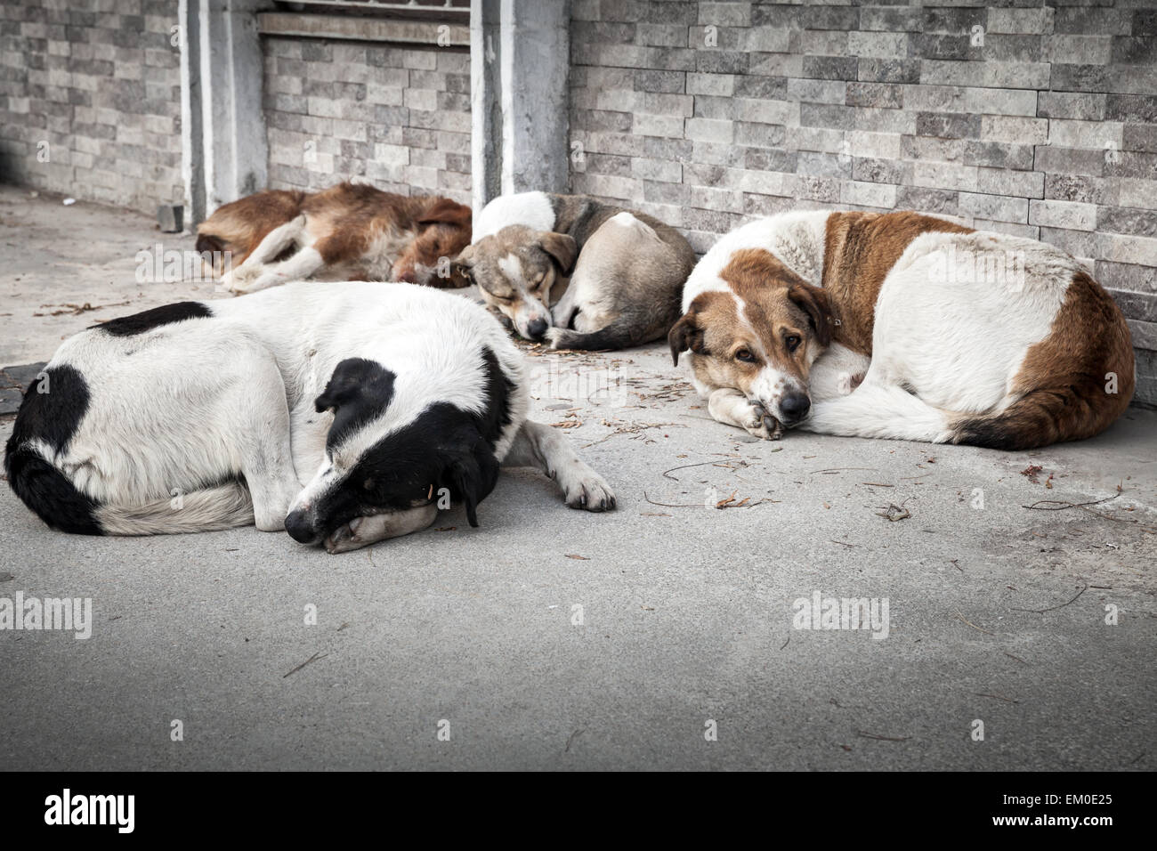 Gruppe von Obdachlosen Hunde schlafen auf der Straße der Großstadt Stockfoto