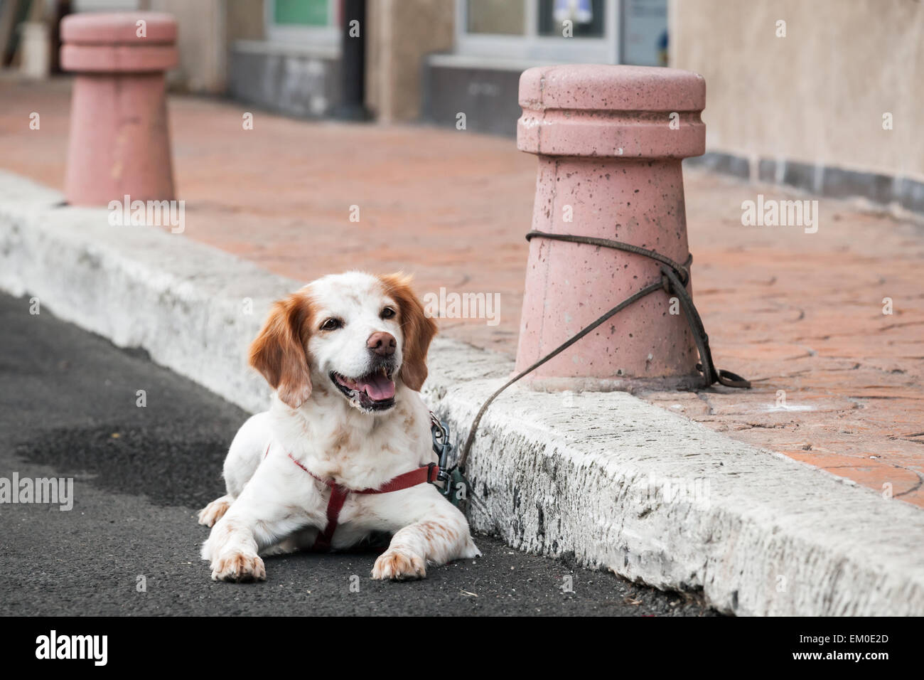 Haushund gebunden an eine Straße Poller warten auf die Besitzer von einem shop Stockfoto