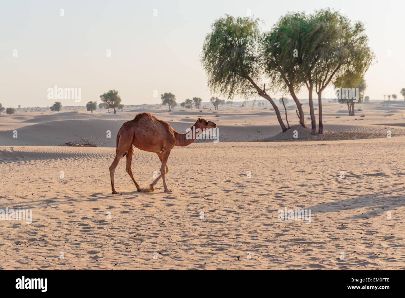 Kamel in der Wüste Stockfoto