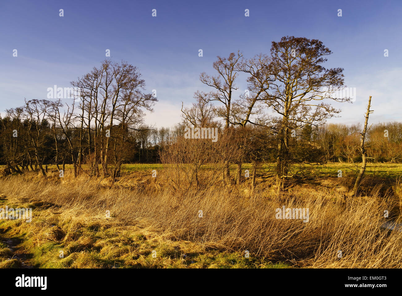 Bäume und Felder in der Landschaft von East Lothian, Schottland. Stockfoto