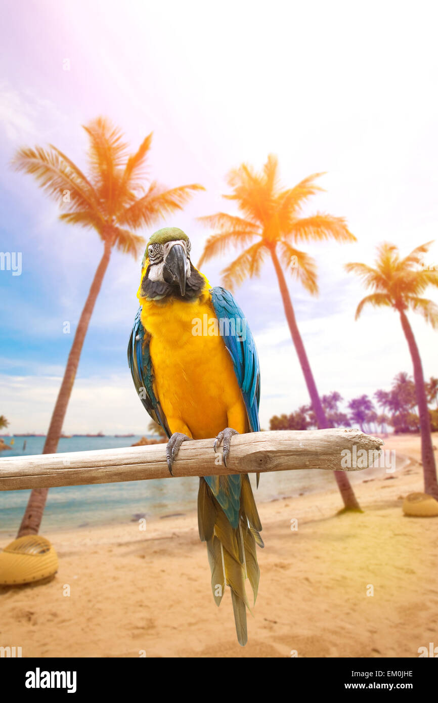 Schöne Aras thront auf einem hölzernen Pfosten, genießen die Wärme von der Abendsonne am Strand Stockfoto